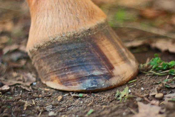 J'effectue un large biseau en bas de la paroi du sabot pour éviter que la paroi ne se fissure et ne se casse. Cela permet aussi d'aider l'équidé dans sa locomotion. 